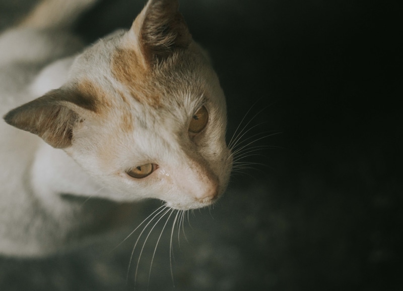 looking, domestic, cat, assam, domestic animals, close-up, whisker, cats, pet, meow, black background, animal eye, feline, focus on foreground, animal head