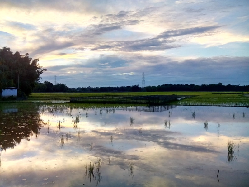assam, cloud - sky, tranquility, nature, reflection, outdoors, rice fields, reflection lake, non-urban scene, tranquil scene, no people, beauty in nature