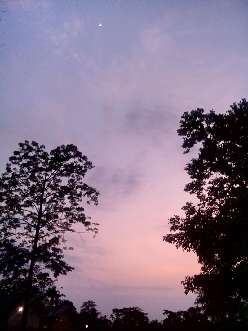 2K, treetop, sky, low angle view, coniferous tree, tranquility, assam, evenings, beauty in nature, non-urban scene, india, nature, moon, silhouette, dusk
