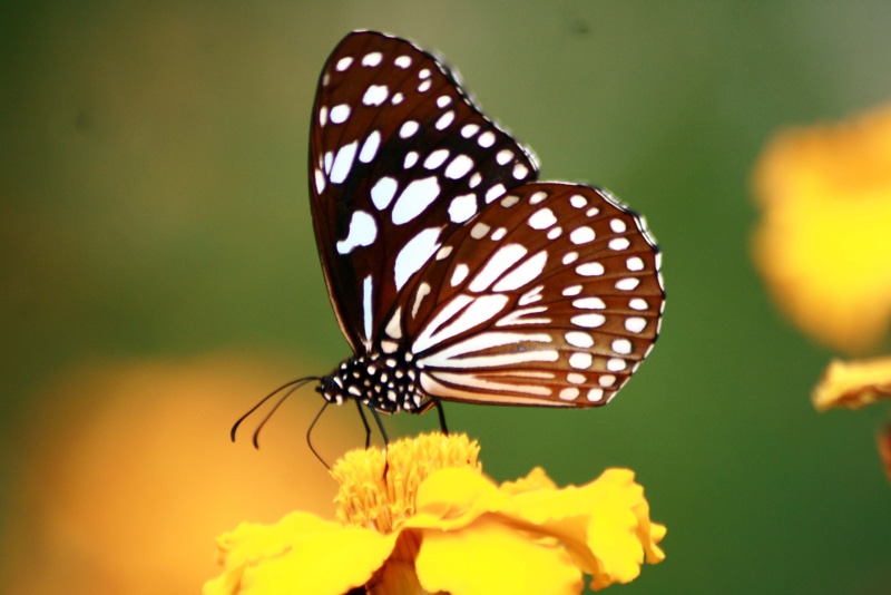 ASSAM, butterfly, multi Colored, marbled, 4K, NATURE, insect, Butterfly  BUTTERFLY, animal Wing, butterfly - Insect, macro, animal, FLOWER, close-up, beauty In Nature