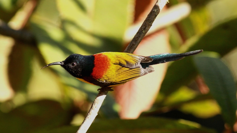 Eaglenest, feathered, green, nature, black, branch, Green tailed Sunbird, brown, India, gree, bird, tourism, perching, Pradesh, yellow, 4K, Aethopyga nipalensis