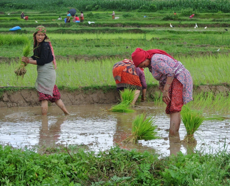 farmer, asia, landscape, women, nature, green color, land, kathmandu, water, paddy, full length, nepalese, rice - cereal plant, one person, field, rice