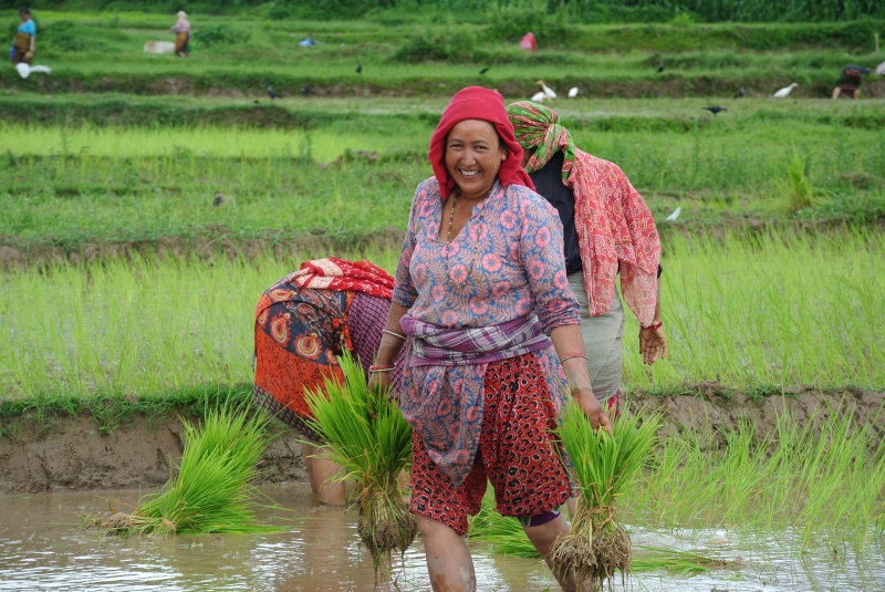farmer, village, 4K, water, farm, women, clothing, adult, rice - Cereal Plant, three quarter length, holding, happiness, kathmandu, one person, asia, nepalese