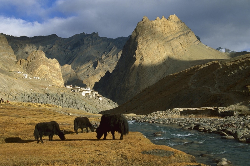 journey, land, glacier, lake, mammal, animal, group of animals, rock - Object, ladakh Region, tibetan Culture, hill, gray, asia, yak, water, pets, mountain Range