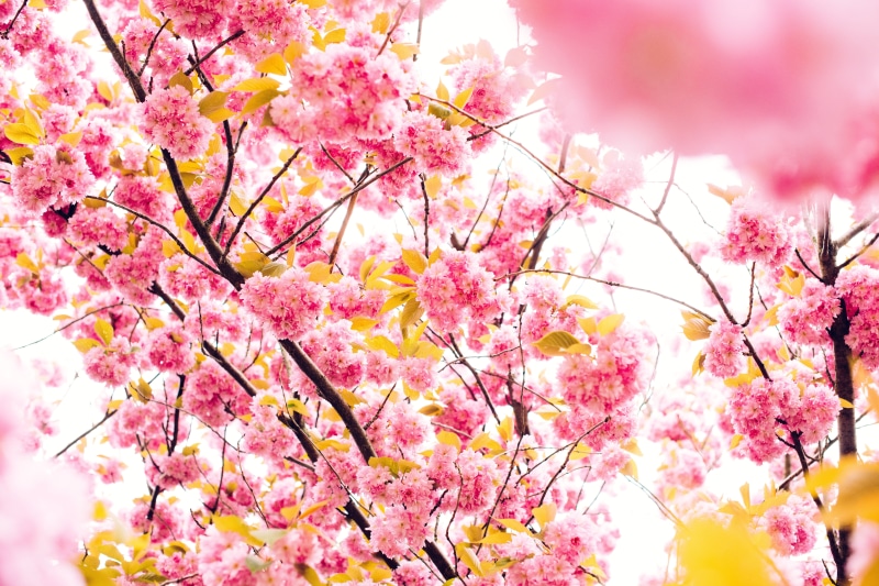 sakura, pink Color, cerasoides, bunch of flowers, beauty In Nature, thailand, outdoors, flowers, 5K, branch, cherry Blossom, flower, vulnerability, nature