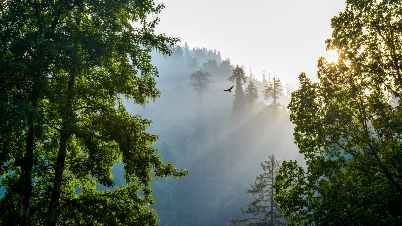 mountains, no people, bird, 5K, forest, non-urban scene, dom, day, nature, tranquility, beauty in nature, solang valley, india, manali, sunset, flying
