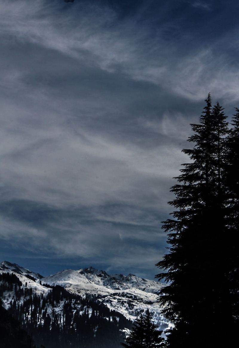 low angle view, outdoors, trees, cold, tree, woods, pine tree, landscape, india, cloud - sky, day, snow, scenery, scenics - nature, growth, sky, tranquil scene
