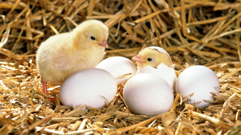 baby Chicken, newborn Animal, livestock, young Bird, animal family, chicken - Bird, white, grass, springtime, easter, hatchling, beak, 1080P, close-up