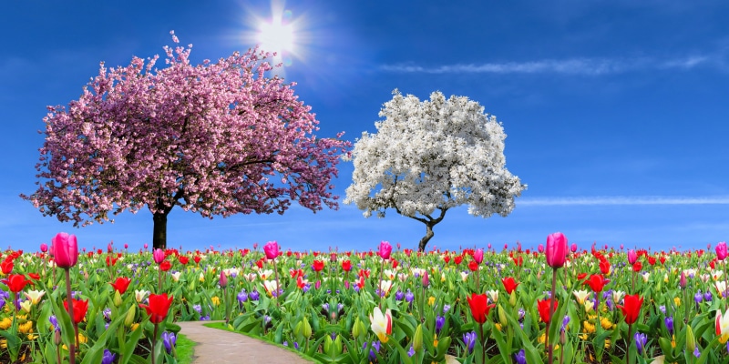landscape, springtime, no people, relaxation, tree, tulips, season, flower, nature, growth, flower head, fragility, beauty in nature, sky, spring, crocus