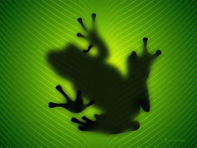 amphibian, leaf, colored background, plant part, focus on shadow, no people, pattern, green color, sunlight, indoors, studio shot, day, back lit, green background