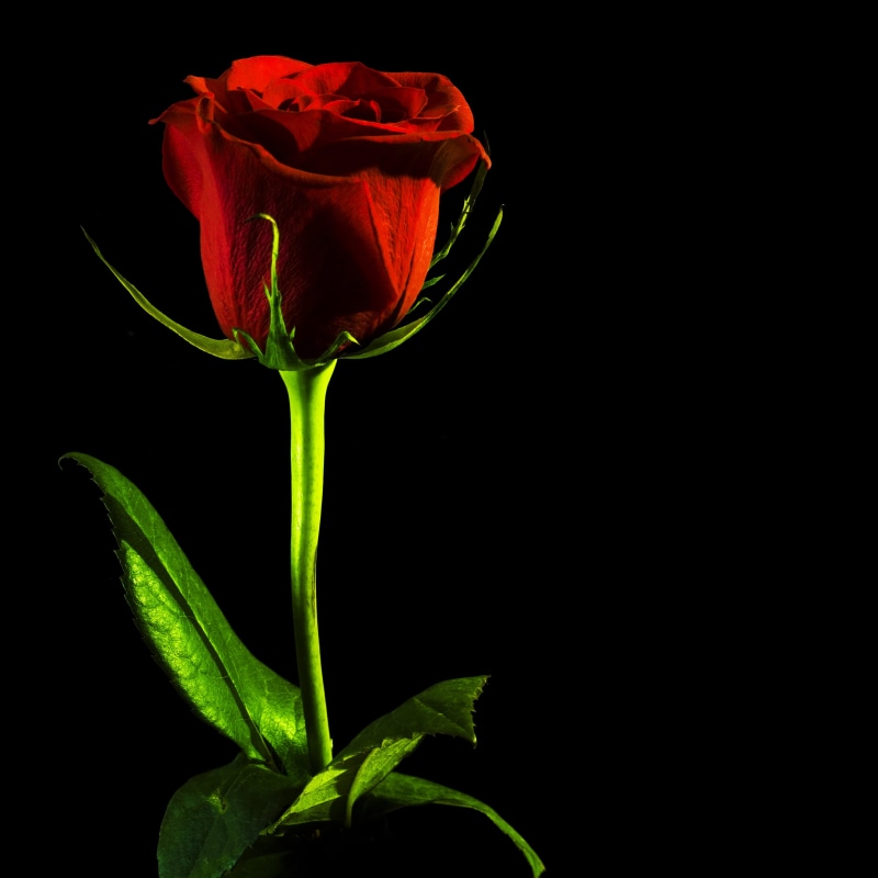 flower head, red, inflorescence, fragility, single, sepal, petal, rose - flower, isolated, romance, black background, studio shot, background, rose, black