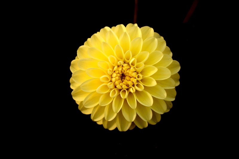 yellow, indoors, petal, freshness, nature, fragility, flowering plant, 2K, dahlia, inflorescence, black background, copy space, flower, pollen, studio shot