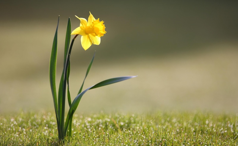 2K, Nature, Flowers, Daffodil, Single