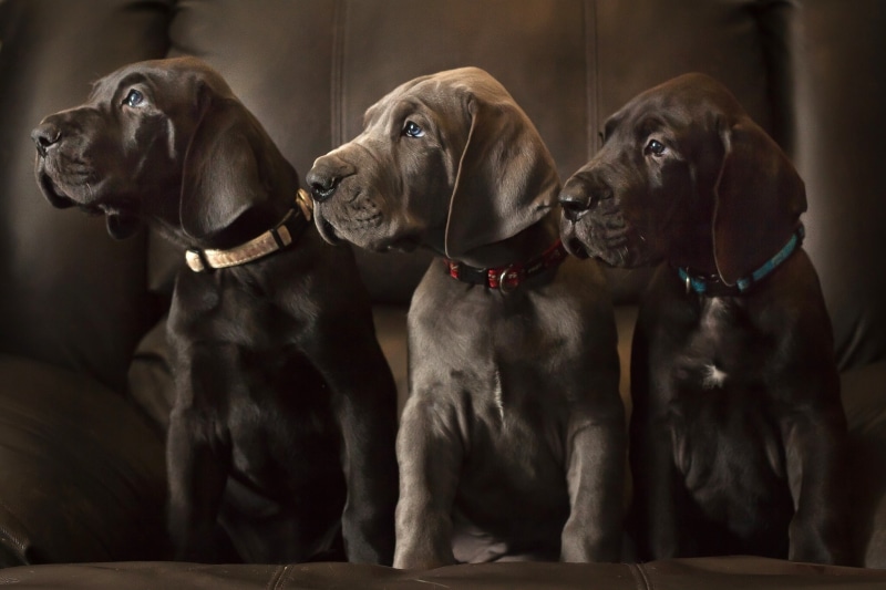puppies, Trinity, 1080P, Great Dane, dogs, trio, alignment