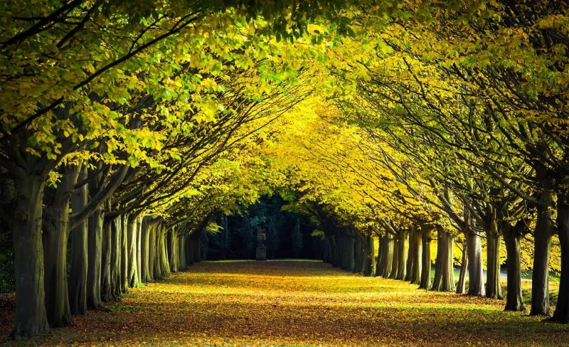 Cambridgeshire, England, Wimpole, united kingdom, Landscape, cambridge, Estate, Scenery, WimpoleHall, Trees, Colors, Fall, Garden, Aligned, Walk, Seasons