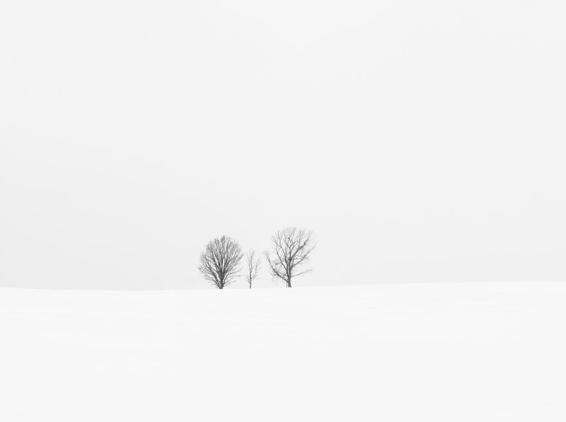 hokkaido, biei, 5K, snowing, tranquil scene, landscape, beauty in nature, bare, nature, no people, Winter, Aero, Tree, aligned, trees, three, Cloudy, sky