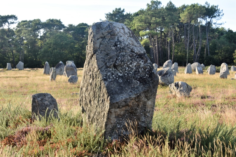 solid, stones, vertebrate, rock, mégalithe, livestock, france, carnac, huge, grass, brittany, plant, mammal, 5K, history, tree, funerary, group of animals