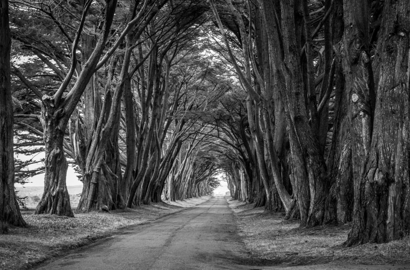 Align, Road, Path, Park, Aligned, Scenic, Black, country, countryroad, Travel, Monochrome, Black and White, bare, Branches, Trees, White, 2K