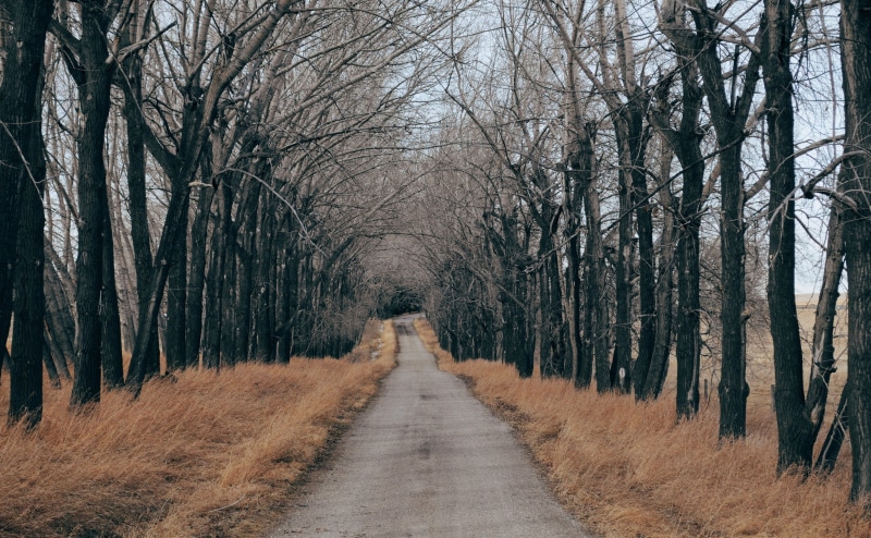 non-urban scene, beauty in nature, Rural, dried, the way forward, direction, gloomy, tree, Aligned, 4K, no people, Road, land, trunk, Trees, treelined