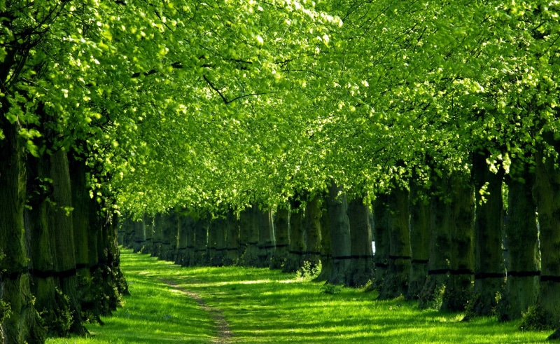 foliage, park, Landscape, scenics - nature, day, growth, tree, no people, 2K, Scenery, tranquility, Summertime, Grass, plant, land, Path, Green, beauty in nature
