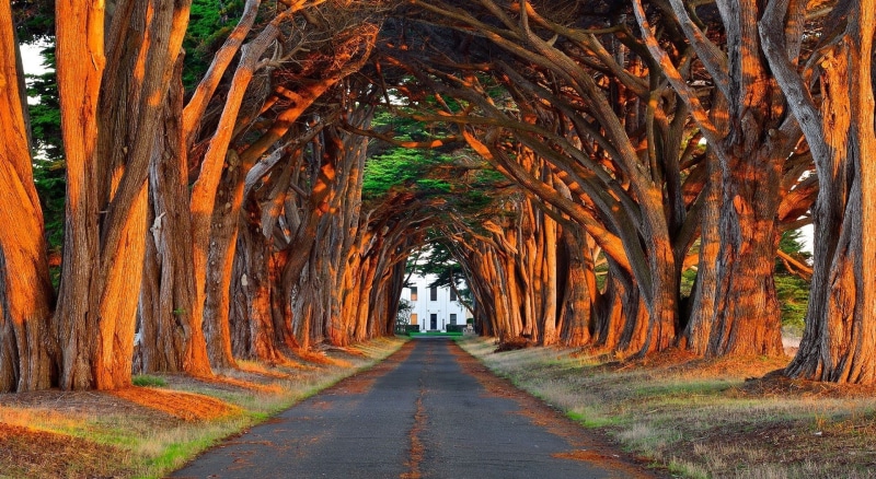 no people, Nature, the way forward, beauty in nature, plant, tranquility, day, outdoors, treelined, trunk, Trees, Landscape, vanishing point, Road, Aligned