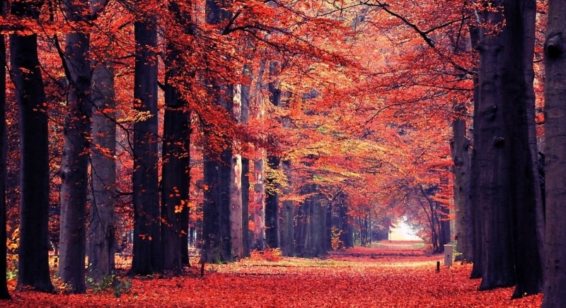 nature, woodland, foliage, fall, the way forward, orange color, land, leaf, Autumn, tranquil scene, Leaves, outdoors, trunk, tree, plant part, tree trunk