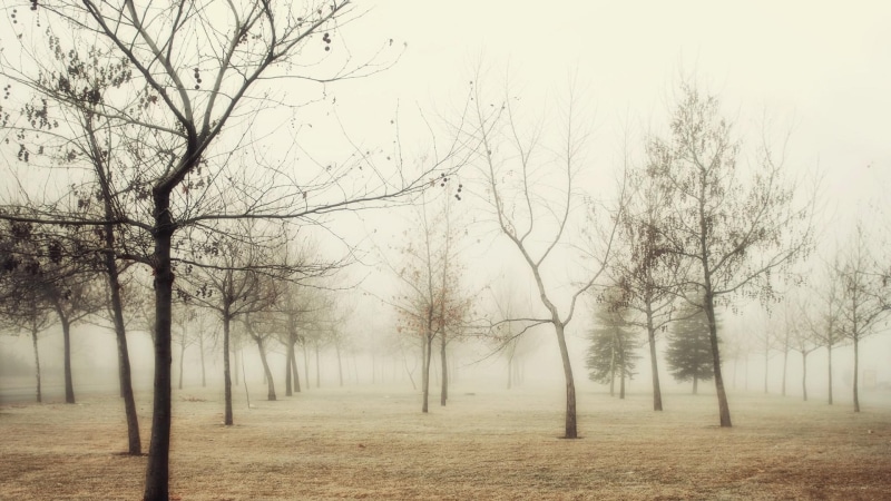 tree, leafless, trees, download, 1080P, nature, fog, align, landscapes