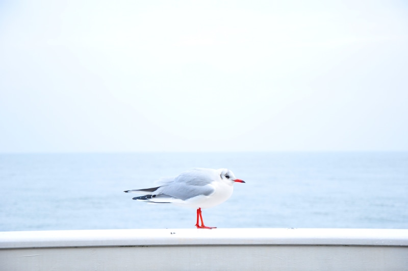 animal themes, boat, ring, horizon over water, gray, white, day, concrete, 4K, near, water, vertebrate, bird, copy space, animal wildlife, clear sky, billed