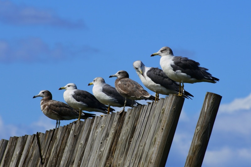 togetherness, animals in the wild, wood - material, cloud, animal themes, alignment, group of animals, water, natural, bird, beach, blue, day, sky, landscape