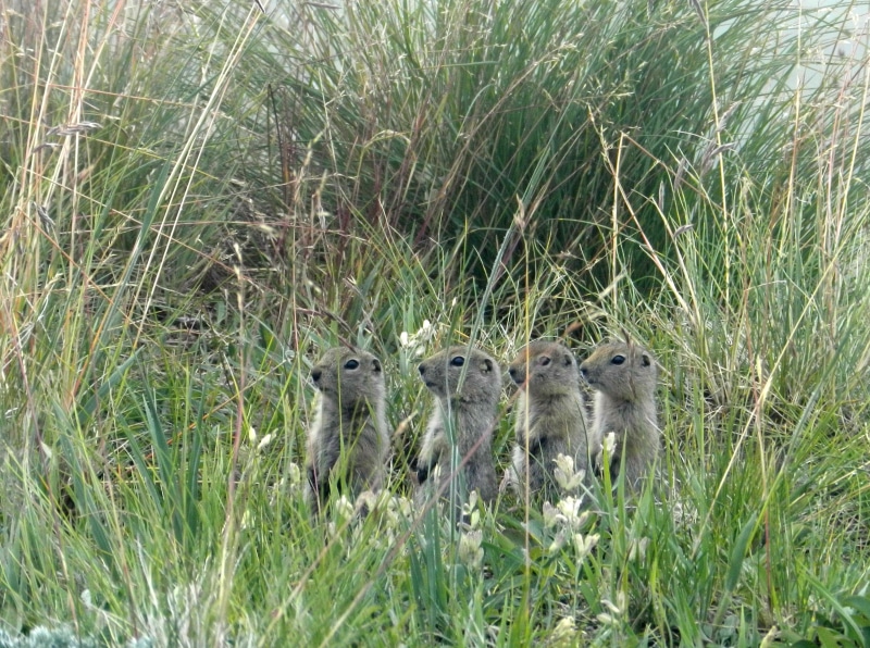 evraiki, alignment, gophers, danger, outdoors, rank, animal, field, plant, kamchatka, signal, group of animals, animals in the wild, rodents, young animal