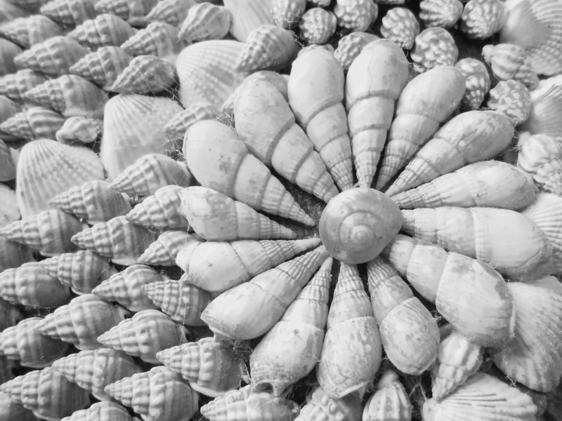 food and drink, retail, sea, decoration, exotic, life, healthy eating, indoors, shells, for sale, no people, photo, symbol, sand, grayscale, white, monochromatic