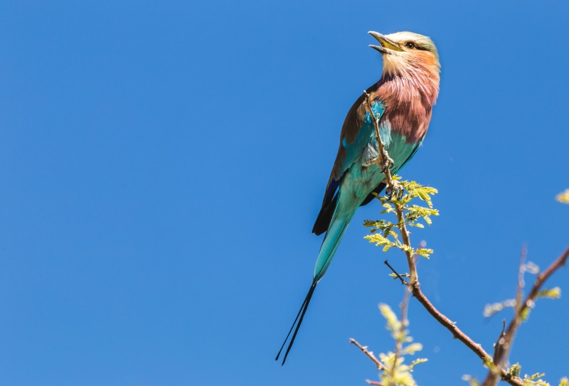 animal Wing, orange, wildlife, clear sky, brown, blue sky, animals In The Wild, 4K, feather, tree, blue, nature, green, branch, right aligned, bird, close-up