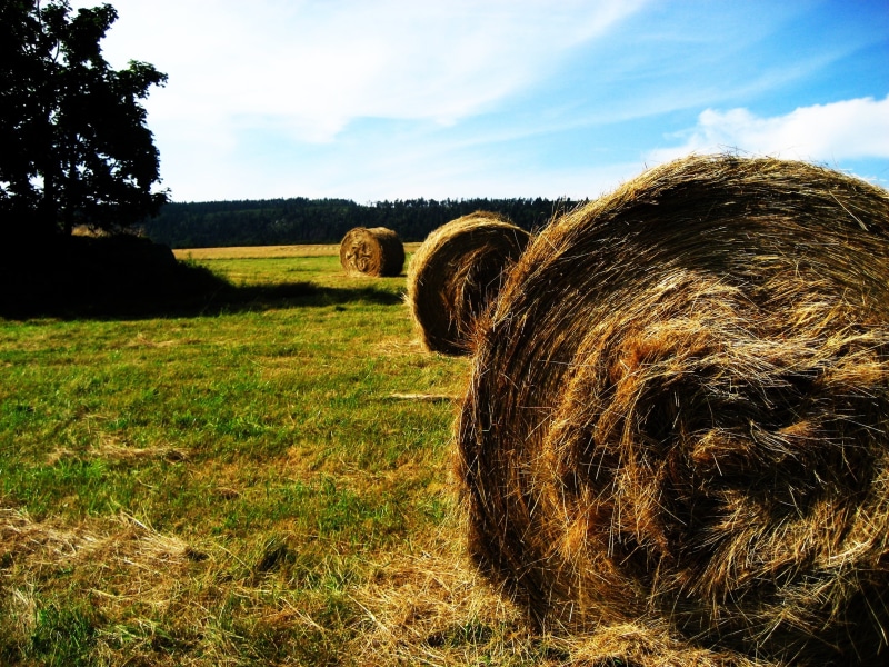 domestic animals, aligned, rural scene, summer, grass, tree, cloud - sky, house, farmer, outdoor, day, countryside, nature, 2K, autumn, roll, no people