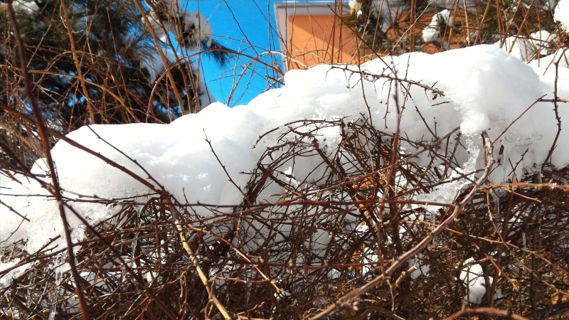 day, frozen, dead plant, cold temperature, no people, land, branch, plant, beauty in nature, tranquility, tree, winter, sky, 4K, 4096x2304, outdoors, nature