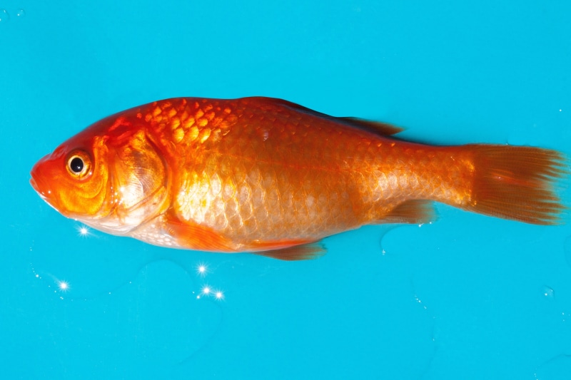 studio shot, scale, gold, animal, nature, indoors, water, white, swimming, goldfish, no people, animal themes, vertebrate, silberig, cyprinidae, freshwater fish