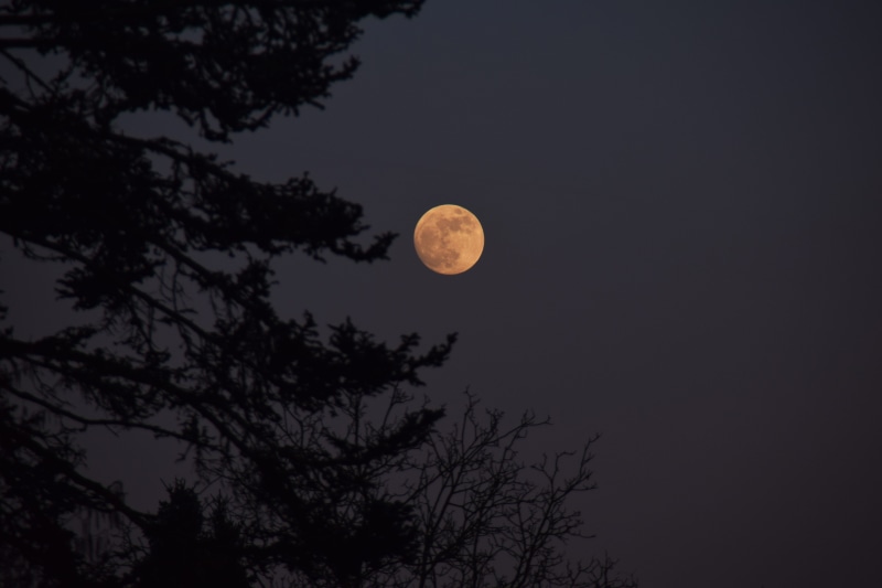 full moon, tree, plant, eclipse, full, 5K, tranquility, lunar, tranquil scene, space, low angle view, no people, circle, moonlight, scenics - nature, astronomy