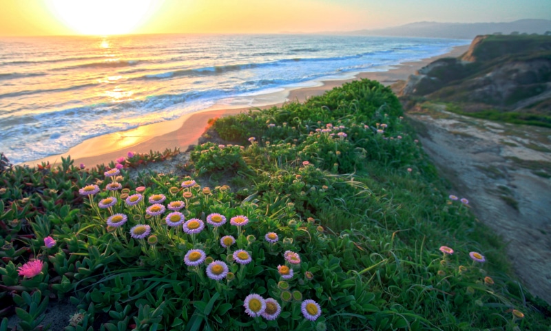 QUALITY, blooms, Into the Sun, petaled, sea, m1, 4K, beach, ocean  beach, flowers, FIRST, Ice Plant, nature, fantasy, Half Moon Bay, flower, creative_commons