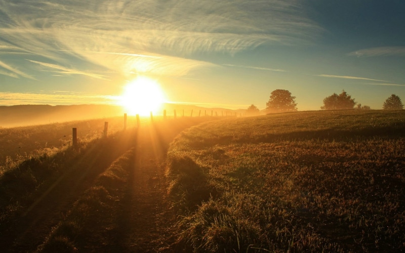 plant, landscape, tree, no people, solar flare, streaming, field, tranquil scene, outdoors, lens flare, 1080P, nature, scenics - nature, sun rays, land