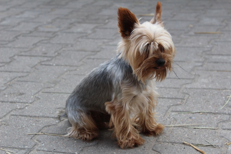 inmate, yorkshire, animal, doggy, dog, footpath, city, cute, thoroughbred, vertebrate, domestic animals, one animal, animal hair, puppy, mammal, terrier