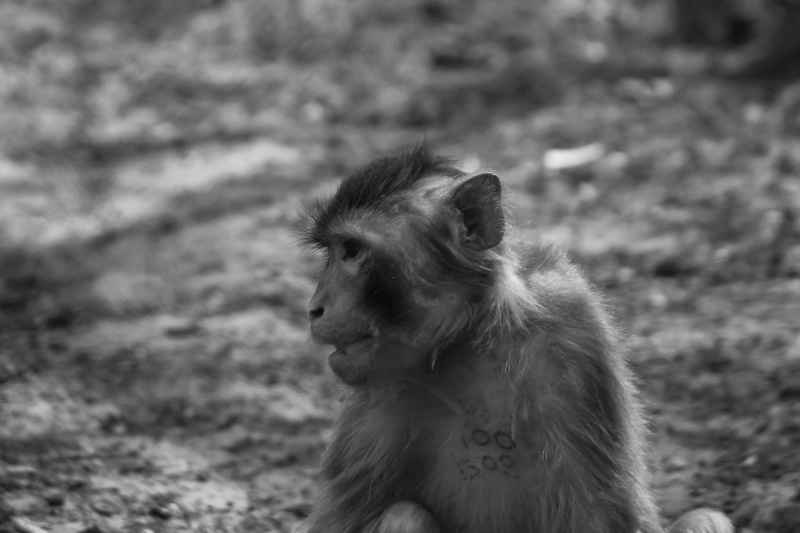 sadness, looking, animal hair, bondage, prisoner, day, dog, pets, humping, one animal, vertebrate, canine, mammal, a closed, looking away, animal wildlife