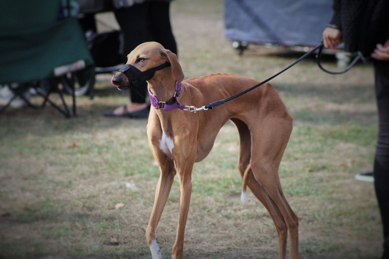 day, animals, canine, pets, domestic, incidental people, focus on foreground, pure-breed dog, Friend, hand, leash, Inmate, animal themes, vertebrate, pet collar