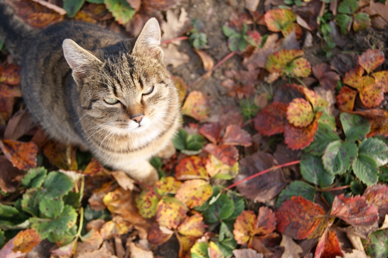 nature, domestic Cat, cute, cat, CatS Eyes, day, tabby, Inmate, sitting cat, looking, no people, feline, portrait, change, domestic, kitty, leaves, plant part