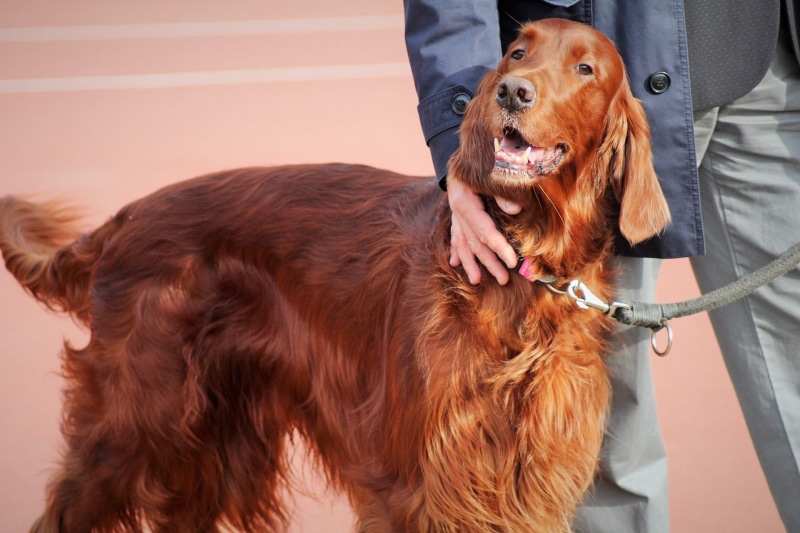 1080P, spacer, one Animal, Dog, doggy, a friend of man, real people, Inmate, thoroughbred, canine, Man, Friend, animal, mouth open, midsection, pet leash