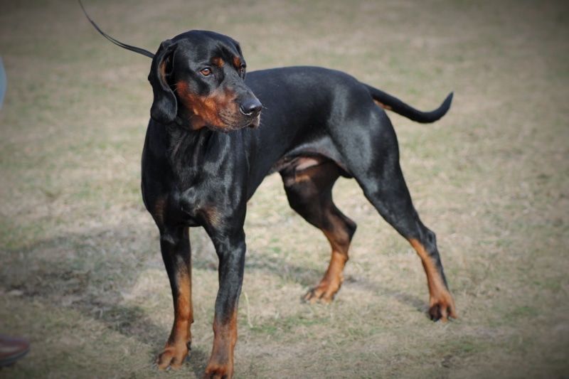 black color, pet, thoroughbred, Dog, Man, exhibition, one Animal, breed, animal themes, focus on foreground, looking, Inmate, mammal, vertebrate, domestic