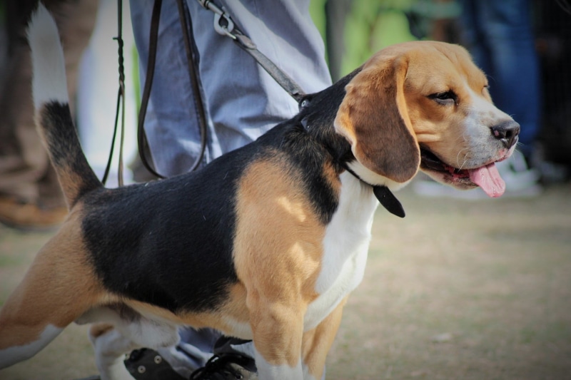 real people, spacer, outdoors, domestic Animals, cute, 1080P, exhibition, nature, pet, vertebrate, standing, canine, domestic, breed, Man, animals, one person