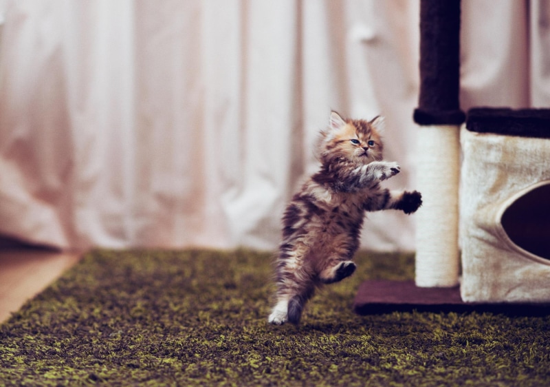 kitten, sweet, cute, animals, adorable, beautiful, kitty, headshot, d, cats, 1080P