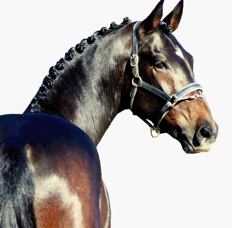 headshot, dutch, german, animals, warmblood, horses, 1080P