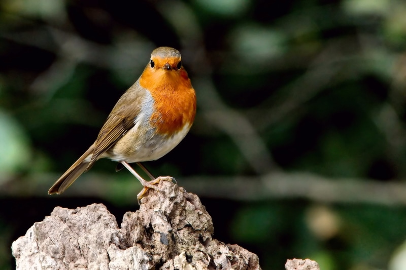 gray, nature, wildlife, 2K, Robin, outdoors, Lakes, photography, beak, animal, brown, Lackford, perching, headshots, short, bird, Suffolk Wildlife Trust