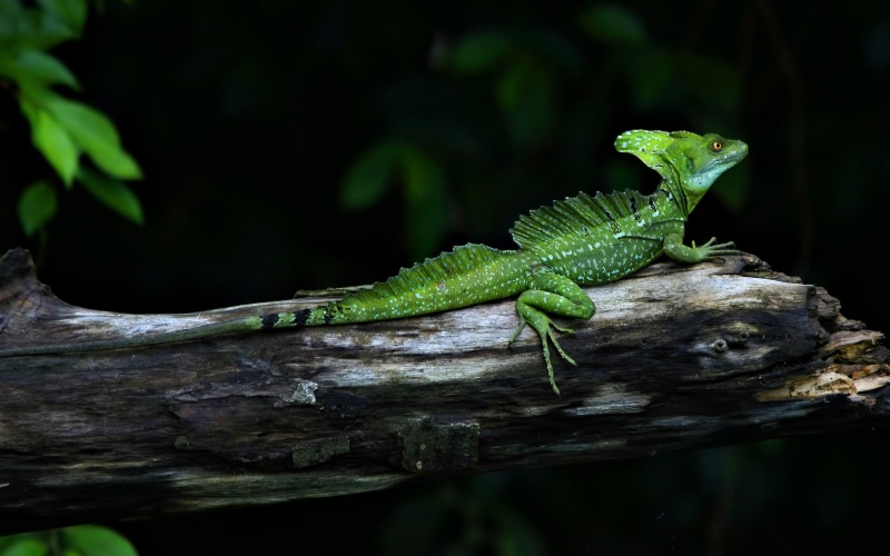 reptile, iguana, serious, 2K