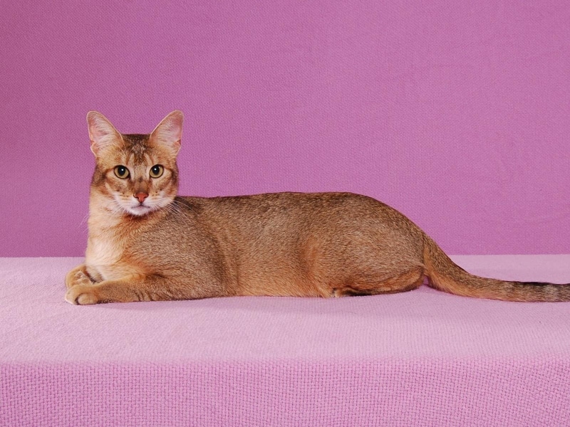 abyssinian, cat, beige, 720P, brown, fur, calm, pose, serious, medium